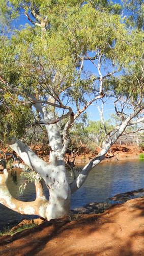 Cattle Pool, Lyons River, WA. 